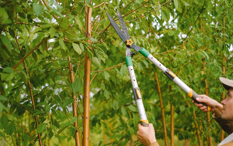 Tree trimming in Port Alsworth, AK